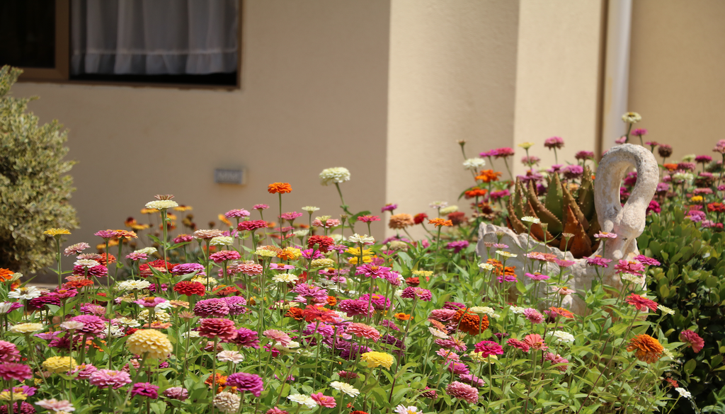 Garten, Cosmeen, Sommer, Blütenmeer Möchten Sie auch einen Garten, der schon nach wenigen Wochen in leichten, farbenfrohen Cosmeen aufblüht und den ganzen Sommer über wie ein lebendiges Blütenmeer wirkt?
