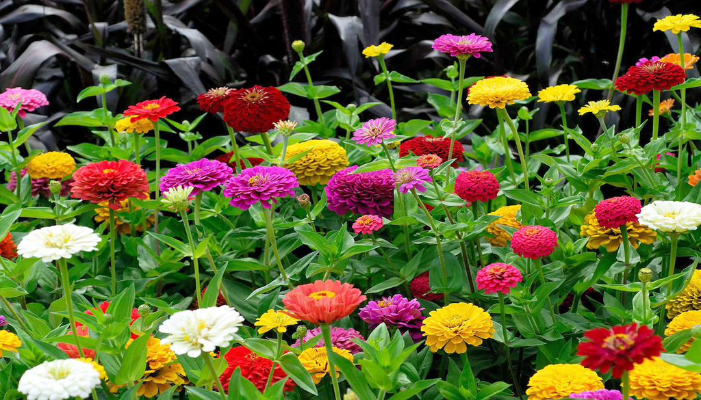 Zinnien, Garten, Farbfeuer Zinnien sind ein echter Hingucker, der selbst die Nachbarsgärten daneben blass erscheinen lässt und Ihren Garten in kürzester Zeit in ein leuchtendes Farbfeuer verwandelt.