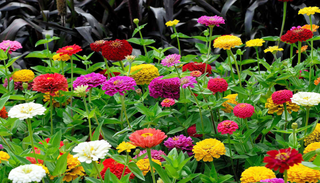 Schnell bl&uuml;hende Sommerstars: F&uuml;nf Blumen, die im Mai ges&auml;t werden und schon nach wenigen Wochen voller Pracht bl&uuml;hen