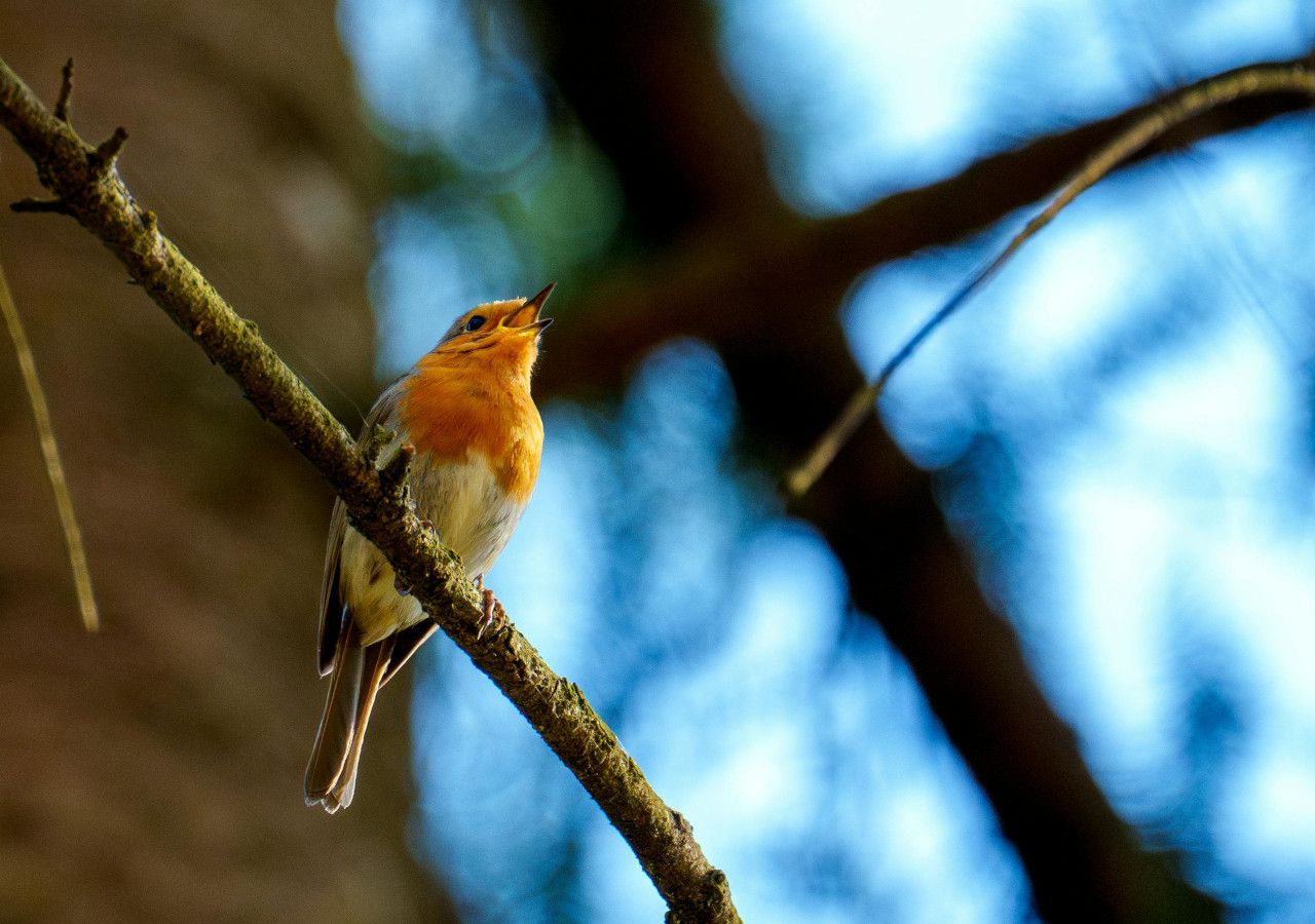 Bei trockenem Wetter brauchen Vögel eine Extra-Badestelle