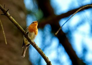 Schnelle Hilfe bei trockenem Wetter – Trink- und Badestellen für Vögel