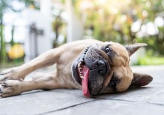 Schockierende Folgen: Wie heiße Sommer die Natur in Deutschland verändern! Experte Johannes Habermehl erklärt!