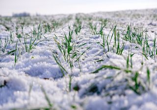 Schockprognose: Kein Frühling für Deutschland! Wieder Frost und Schnee! 