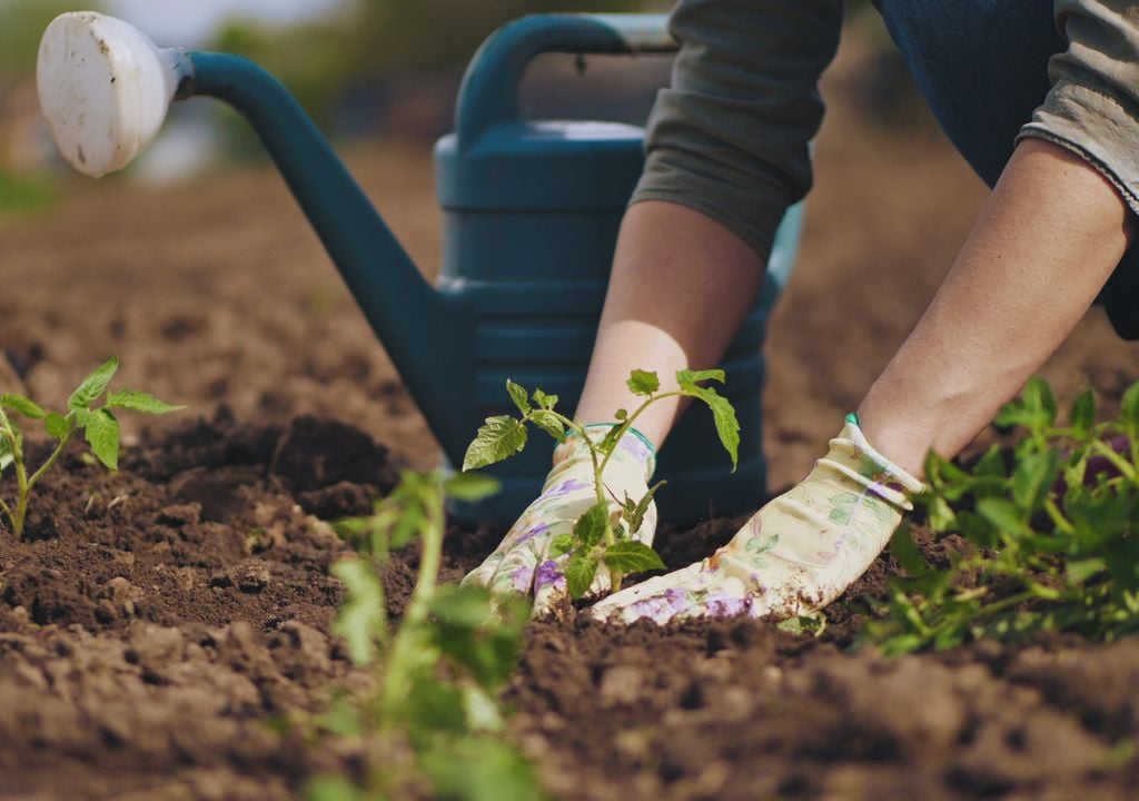 Der Boden sollte nach dem Einsäen leicht angedrückt werden