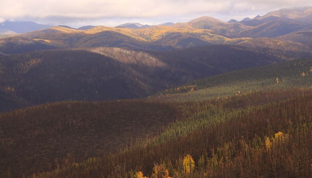 Die Baumkronen von borealen Wäldern verhindern, dass die gefrorenen Böden tiefer auftauen. Die Baumkronen von borealen Wäldern verhindern, dass die gefrorenen Böden tiefer auftauen. Bild: AWI/Guido Grosse