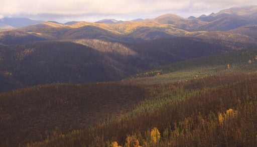 Sch&uuml;tzt die Taiga das Klima? W&auml;lder speichern im Permafrost gewaltige Mengen an Kohlenstoff