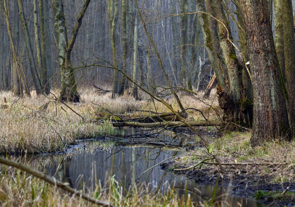 Zusätzliche Überschwemmungsflächen mildern Hochwasser effektiv ab. Zusätzliche Überschwemmungsflächen mildern Hochwasser effektiv ab.