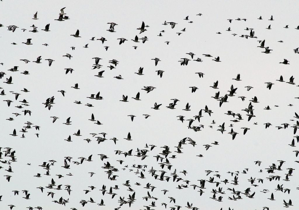Gänseschwarm Gänseschwarm