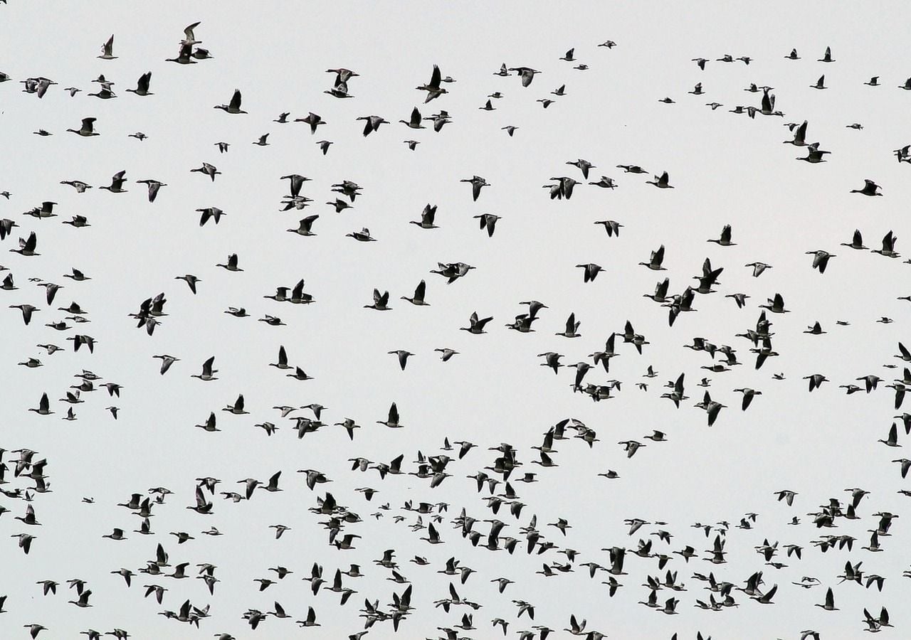 Schwarmtiere synchronisieren sich kognitiv und teilen eine gemeinsame mentale Karte der Umgebung, sagen Forscher. Bild: Karsten Paulick/Pixabay