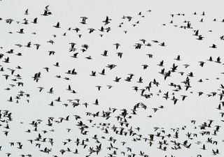 Schwarmverhalten: Forscher entdecken, dass sich Schwarmtiere neuronal synchronisieren