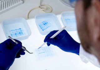 Schwefelbakterien als Klimaakteure? Diese Rolle spielen sulfatreduzierende Bakterien im globalen Kohlenstoffkreislauf