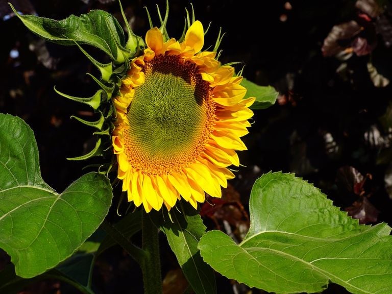 Altweibersommer Altweibersommer