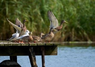Paneles solares flotantes: ¿Un potencial peligro para las aves y otras especies voladoras?