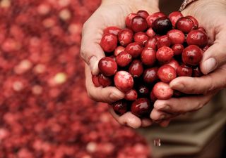 Science confirms cranberries can reduce risk of UTIs