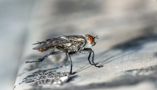 Vous pouvez aider la science &agrave; quantifier l&rsquo;&eacute;volution de la population d&rsquo;insectes gr&acirc;ce &agrave; votre smartphone