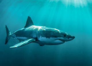 Sharks: how do they survive natural disasters?