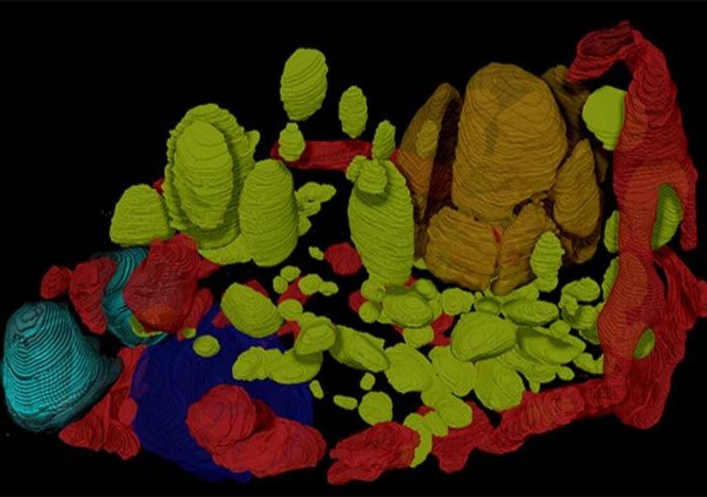 Single cell alga 3D model