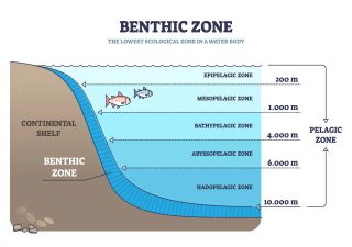 Scientists argue that banking carbon dioxide in the oceans depends as much on withdrawal as deposition