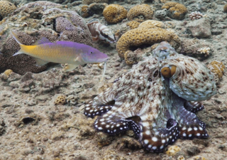 Captured on camera: Octopuses hunt in groups with fish and punch them to "enforce law"