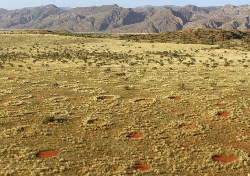 Círculos de hadas de Namibia, rodeados de vegetación baja