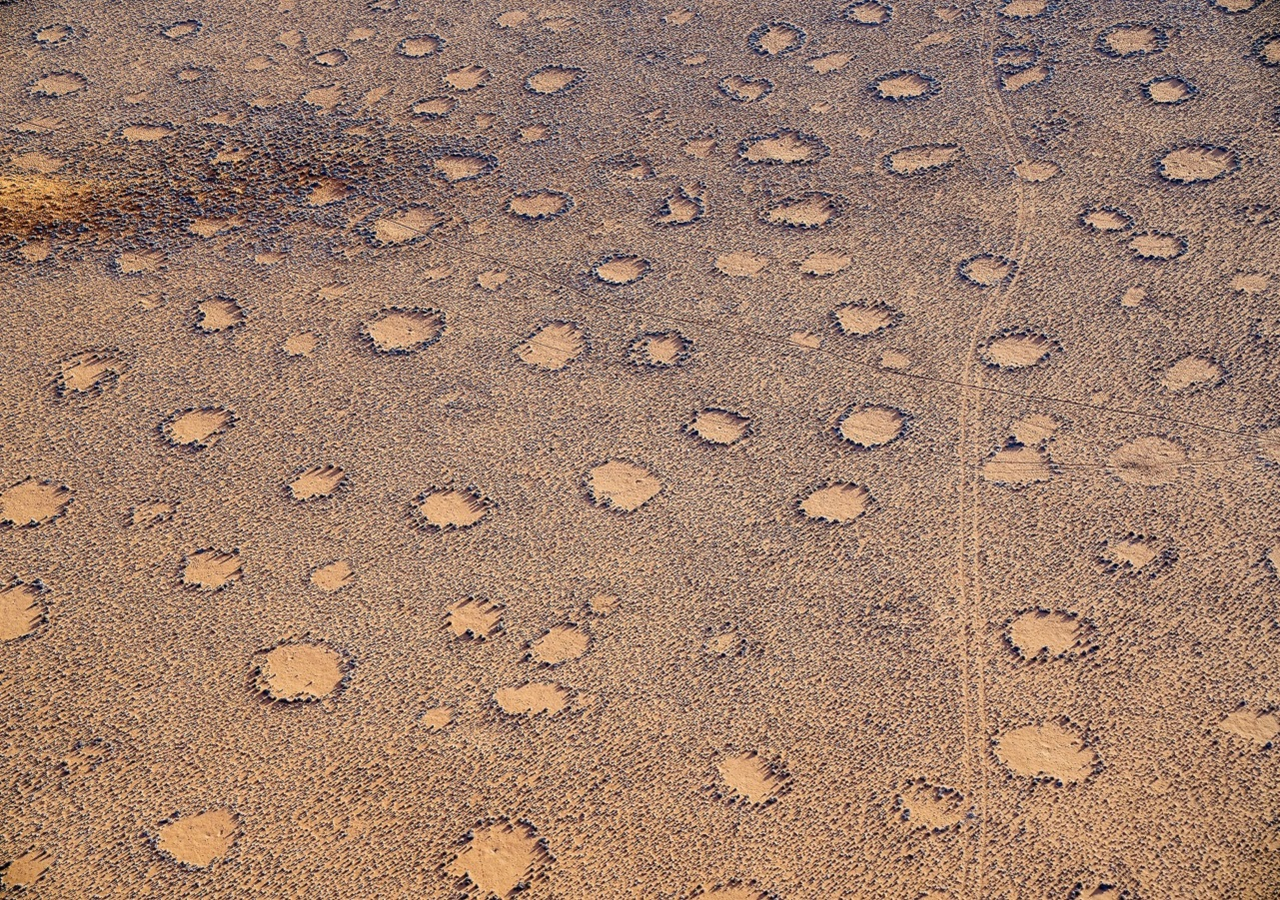 What causes the fairy circles of Namibia? We have a clue