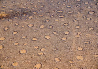 Los científicos descubren la causa de los misteriosos círculos de hadas de Namibia