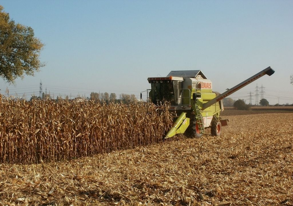 maize harvest