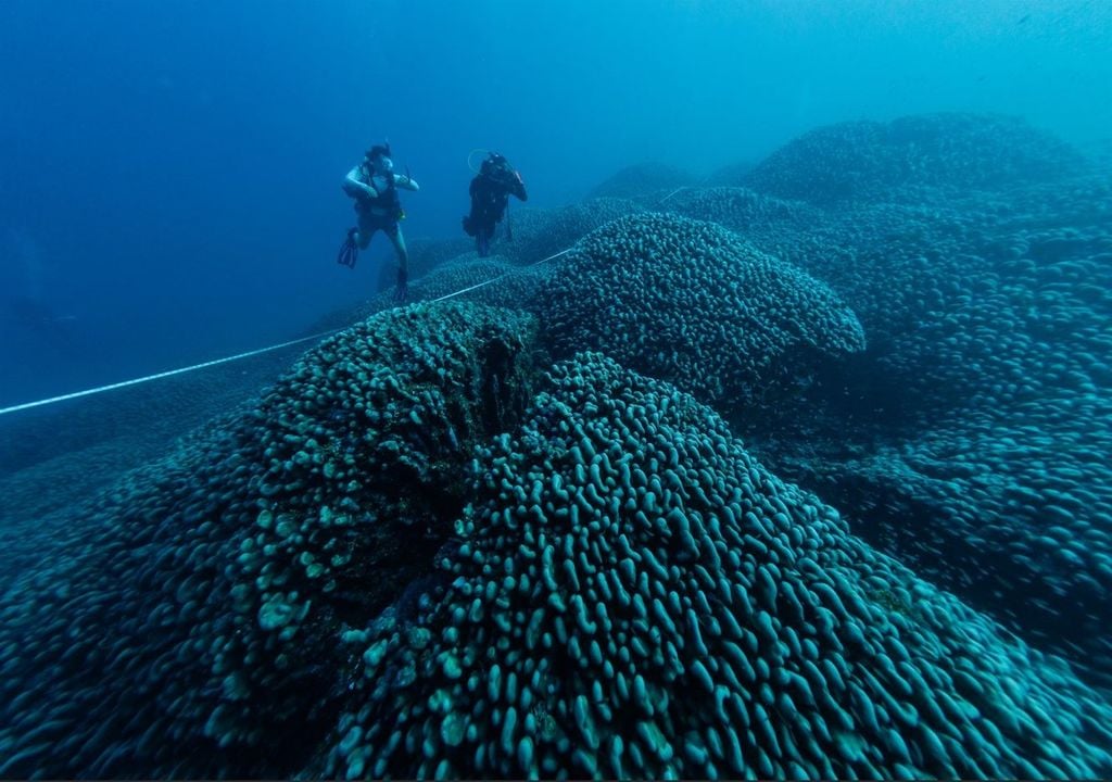 The enormous coral is longer than a blue whale