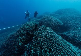 Scientists discover giant coral visible from space