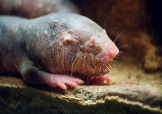Científicos podrían haber encontrado el secreto de la resistencia al envejecimiento de las ratas topo desnudas