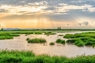 Scientists Get a Rare Glimpse into the Possible Future of Climate Change in Gulf Coast Wetlands