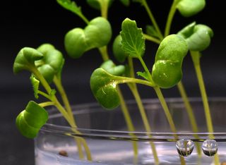 Cientistas descobrem como cultivar plantas na escuridão total