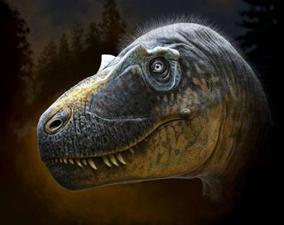 Scientists identify new species of Tyrannosaur