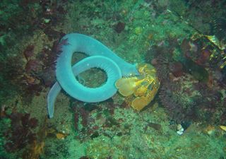 Scientists make tank out of gelatine to see secrets of hagfish "homes"