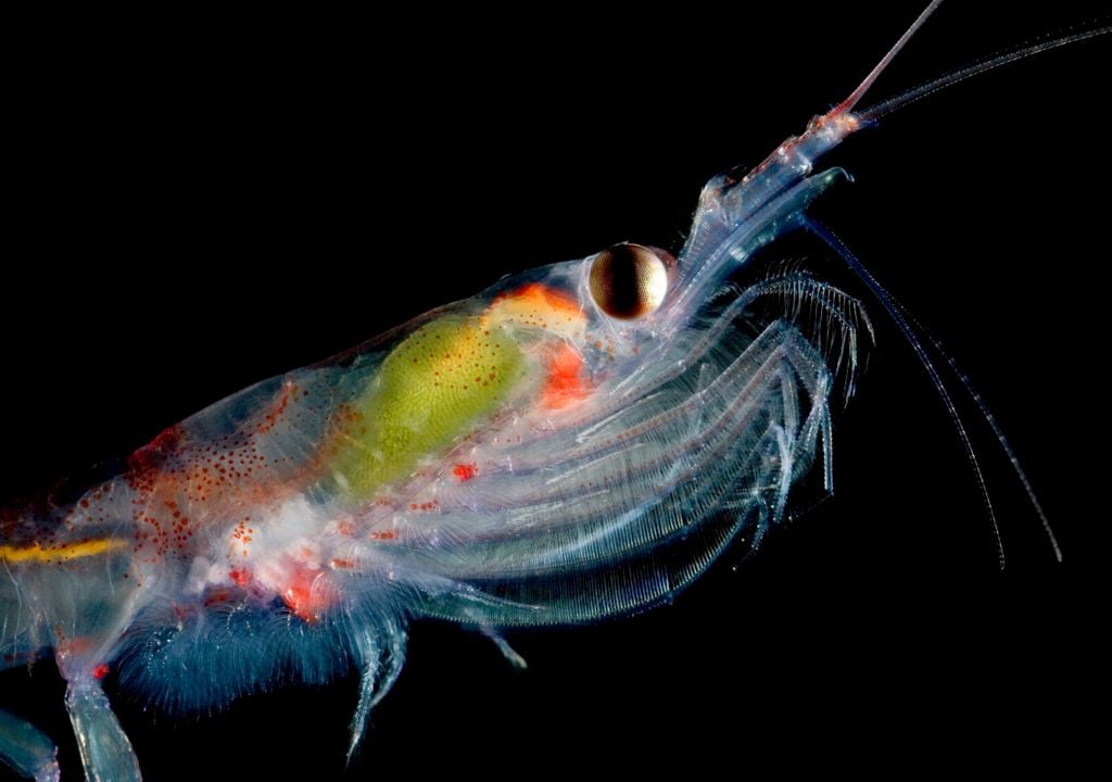 Scientists monitor superhero krill from space