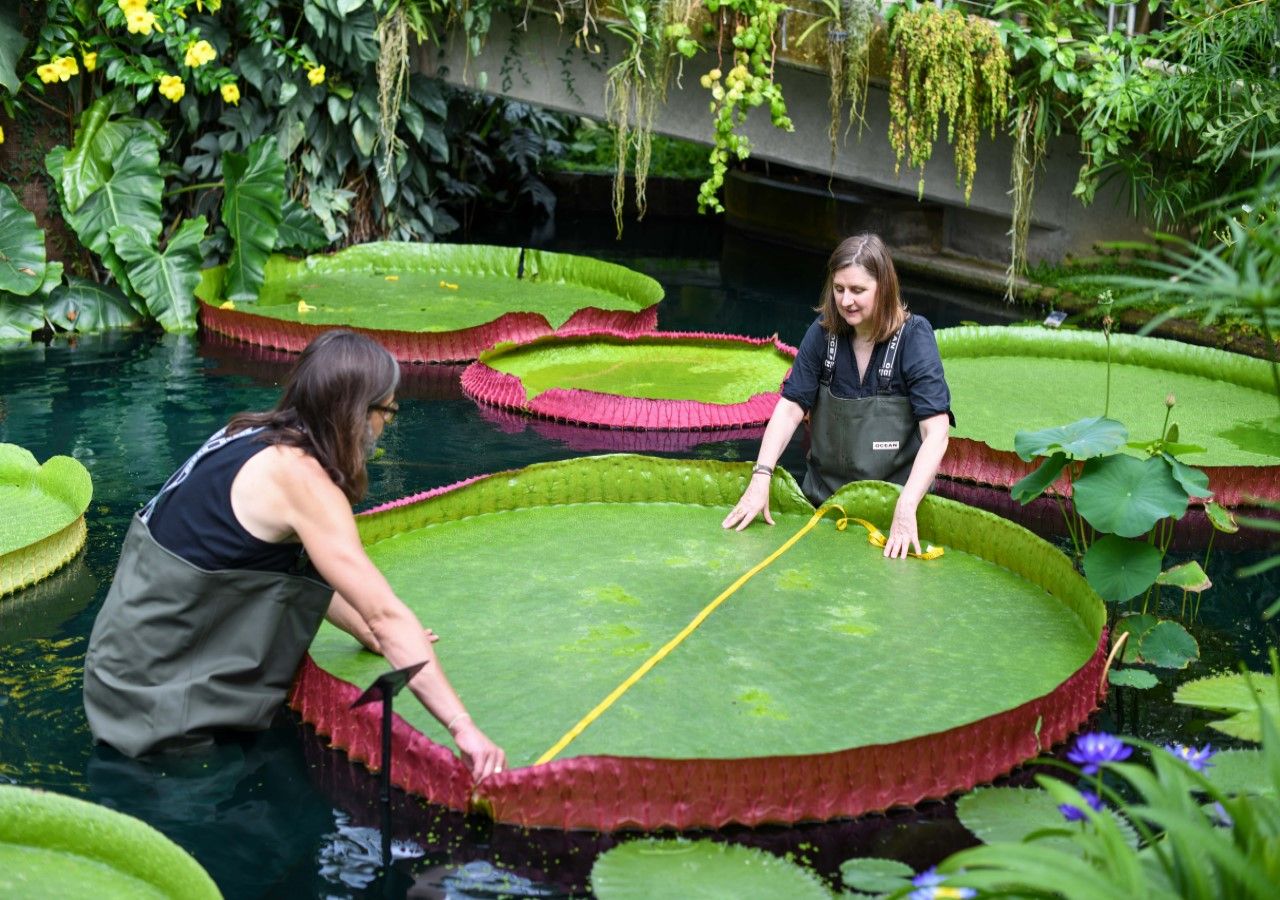 Scientists Identify New Species Of Giant Water Lily