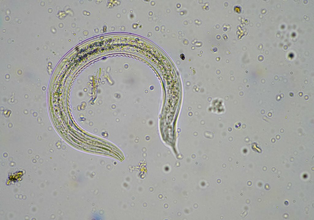 nematode worm