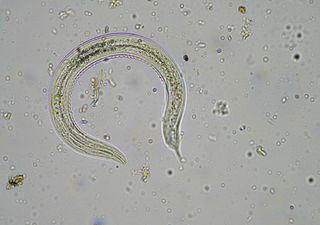 Scientists reanimate nematode worms after 46,000 years in suspended animation