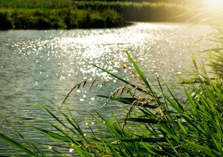 Scientists refute claim British rivers are the cleanest they’ve been