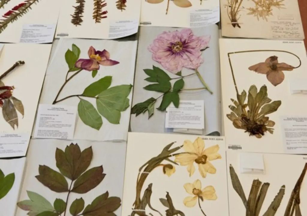 Herbarium specimens