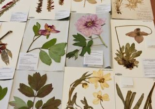 Scientists reveal climate-induced changes in flora through analysis of centuries-old herbaria