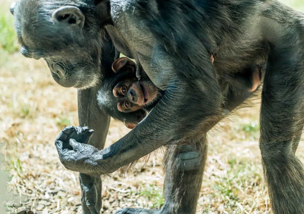 baby chimpanzee