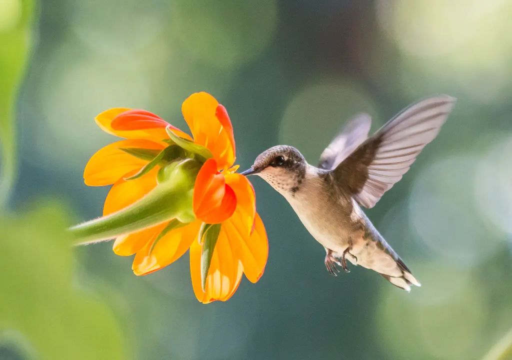 colibrí alimentándose de una flor naranja