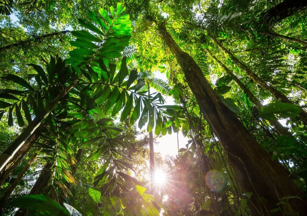 There are more than 15 000 trees in the Amazon