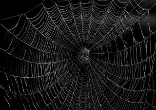 Scientists synthesise super strong spider silk from silkworms for first time