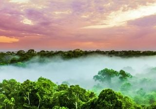 Scientists reach tallest tree in Amazon, after three years of attempts