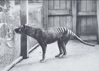 Scientists plan to bring extinct thylacine back from the dead