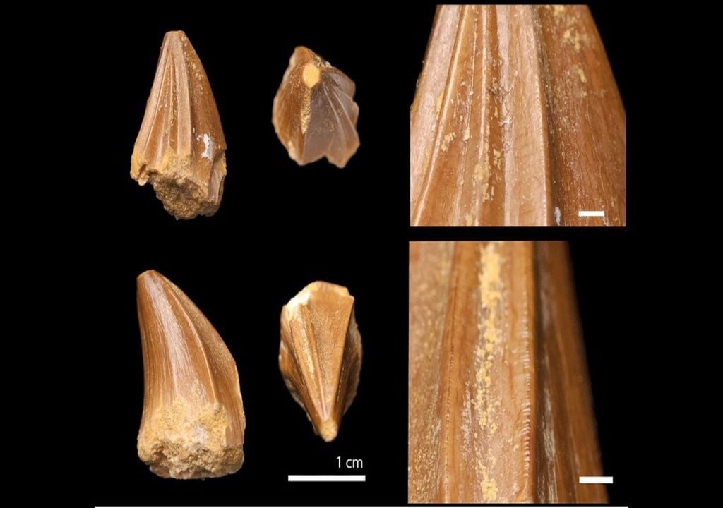 Stelladens mysteriosus teeth