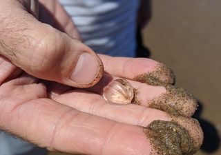 Scientists unveil comb jellies as oldest animal group on Earth