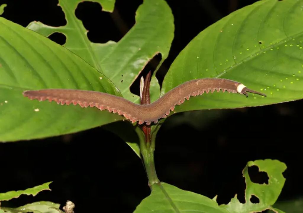 Tiputini velvet worm